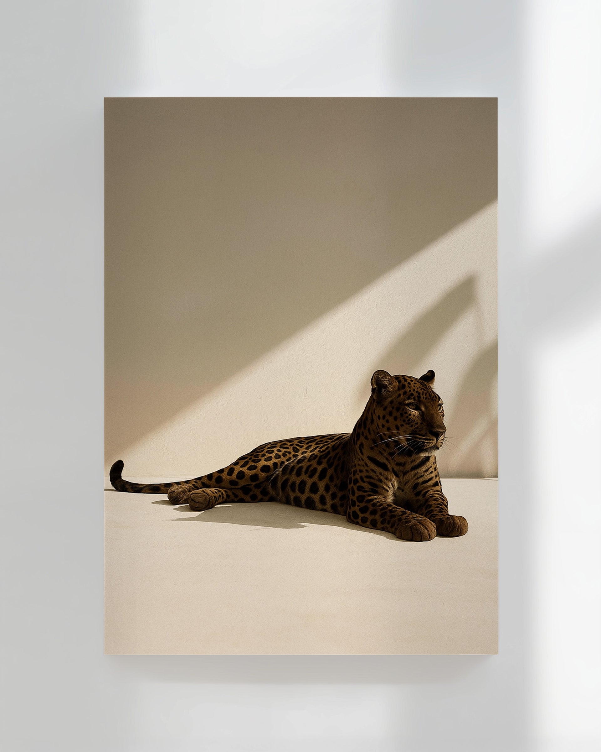 Leopard Laying Down