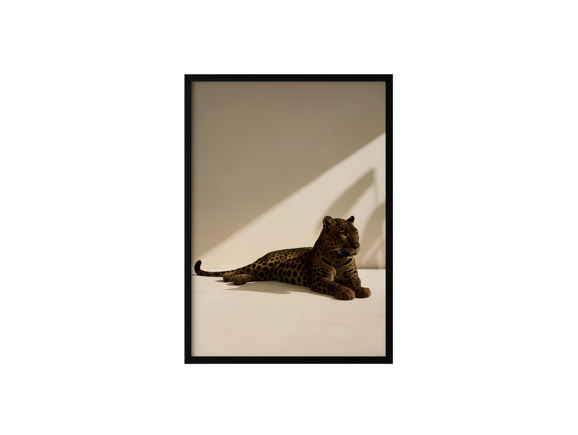 Leopard Laying Down