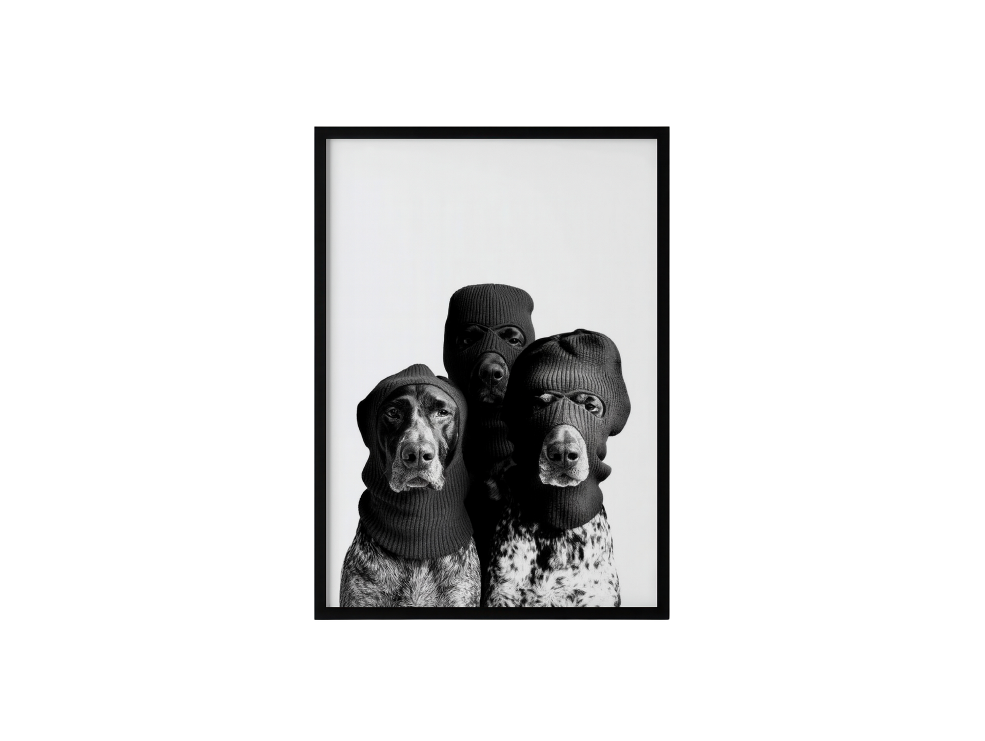 Three Masked Dogs